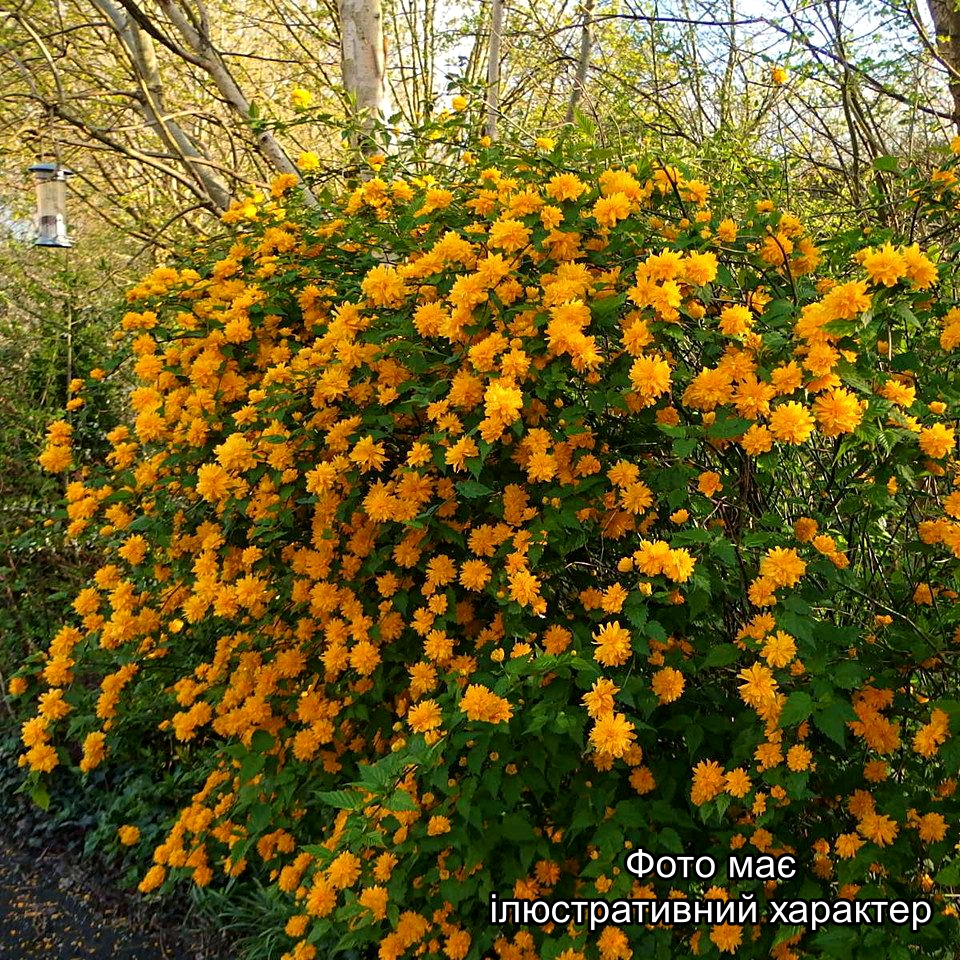 Керрія японська, Kerria japonica С10 Н70/80 - Зображення 2