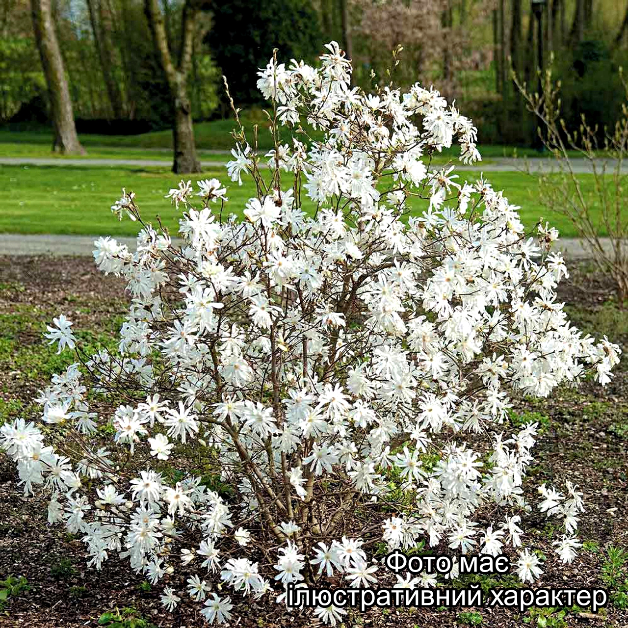Магнолія стеллата, Magnolia stellata C3, 25/30