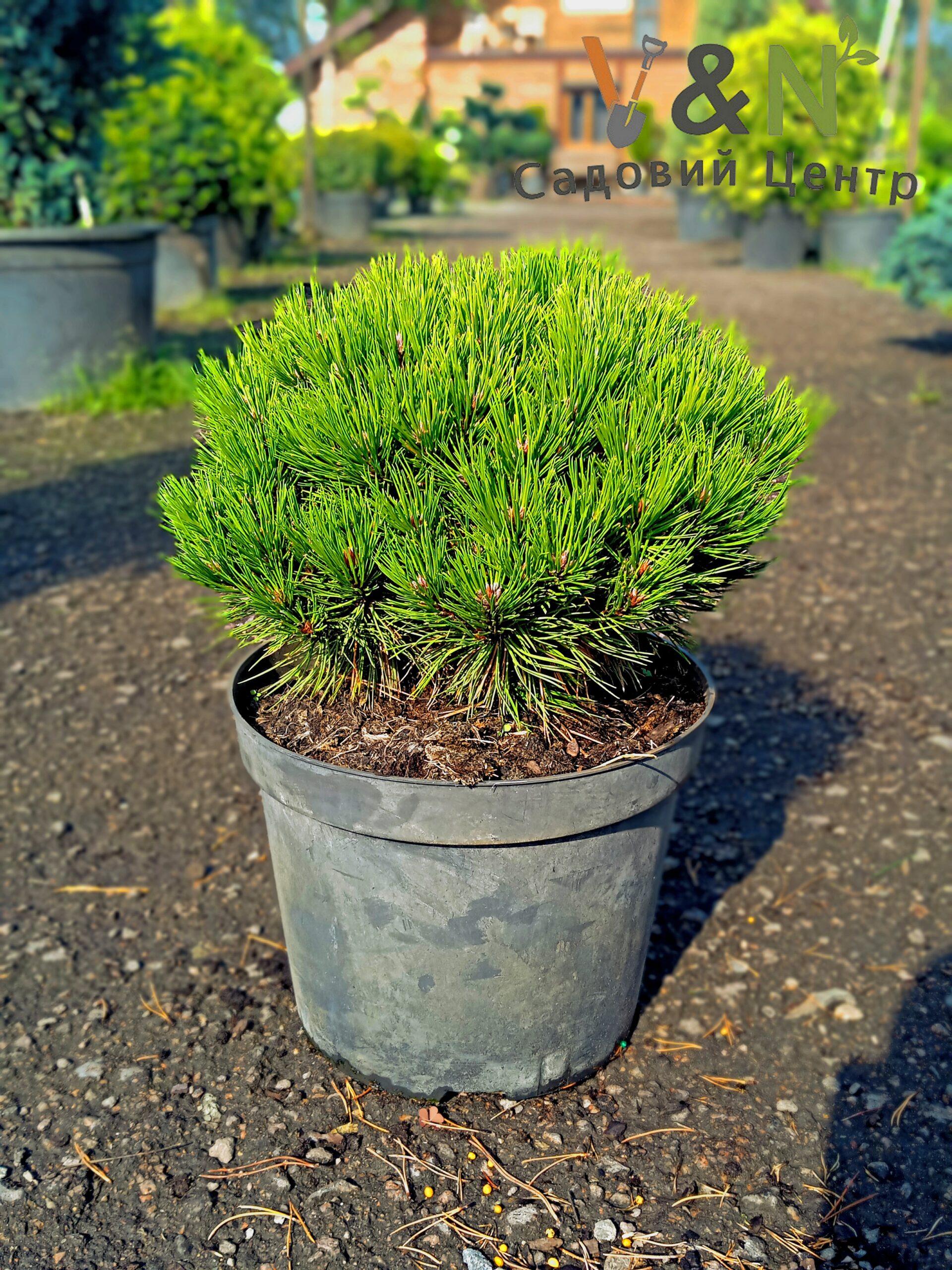 Сосна чорна "Марія Брегон", Pinus Nigra Marie Bregeon C10, H30+, W40