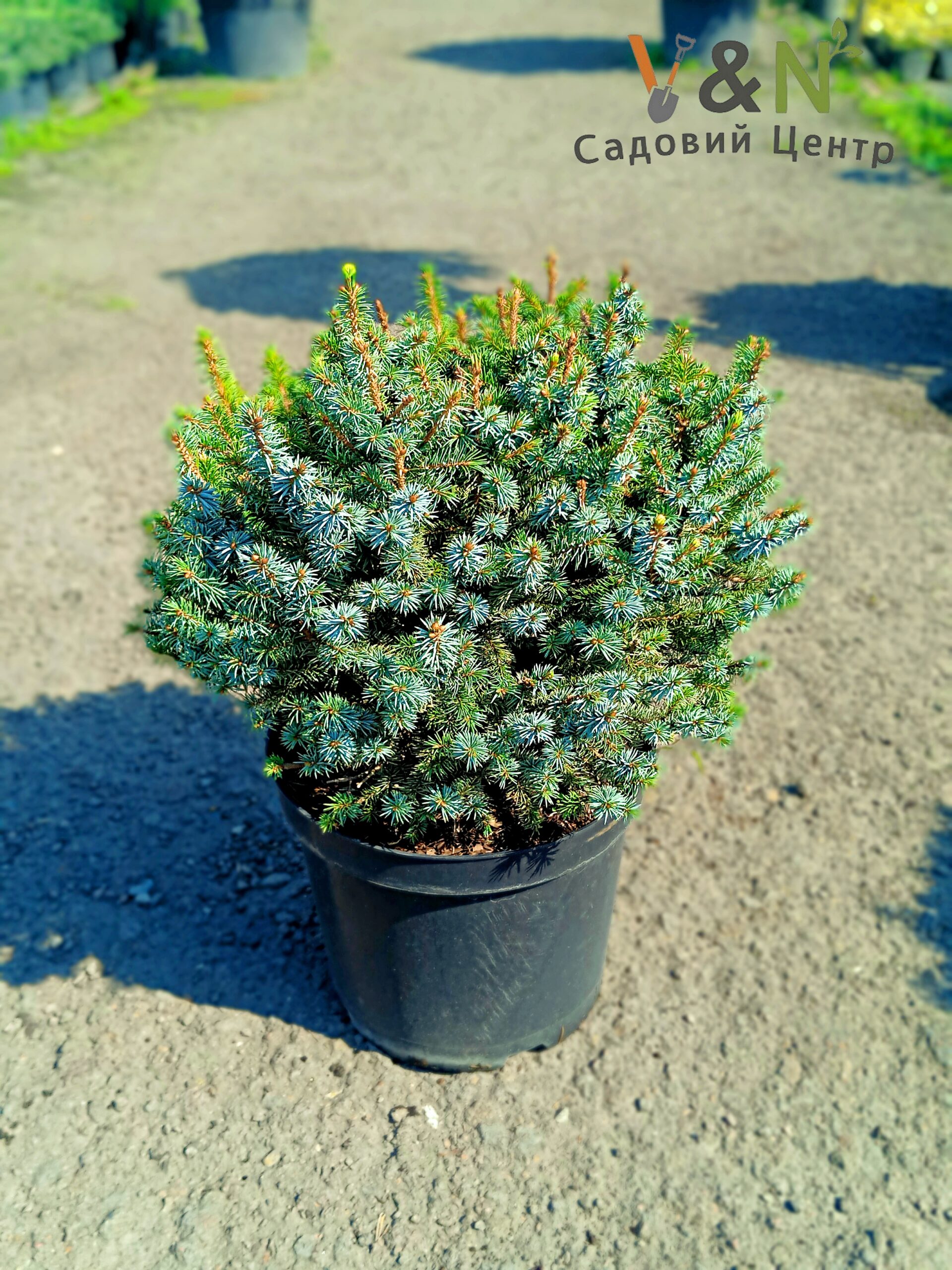 Ялина хіткінська Міджат, Picea sitchensis Midget С15
