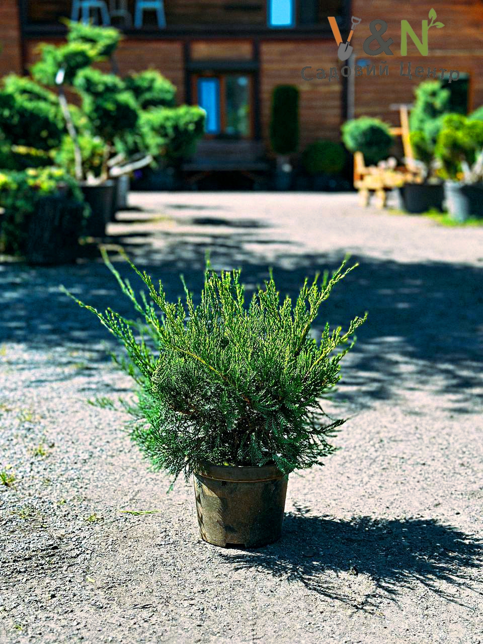 Ялівець середній 'Мінт Джулеп', Juniperus pfitzeriana 'Mint Julep' ( C2, H25-30 )