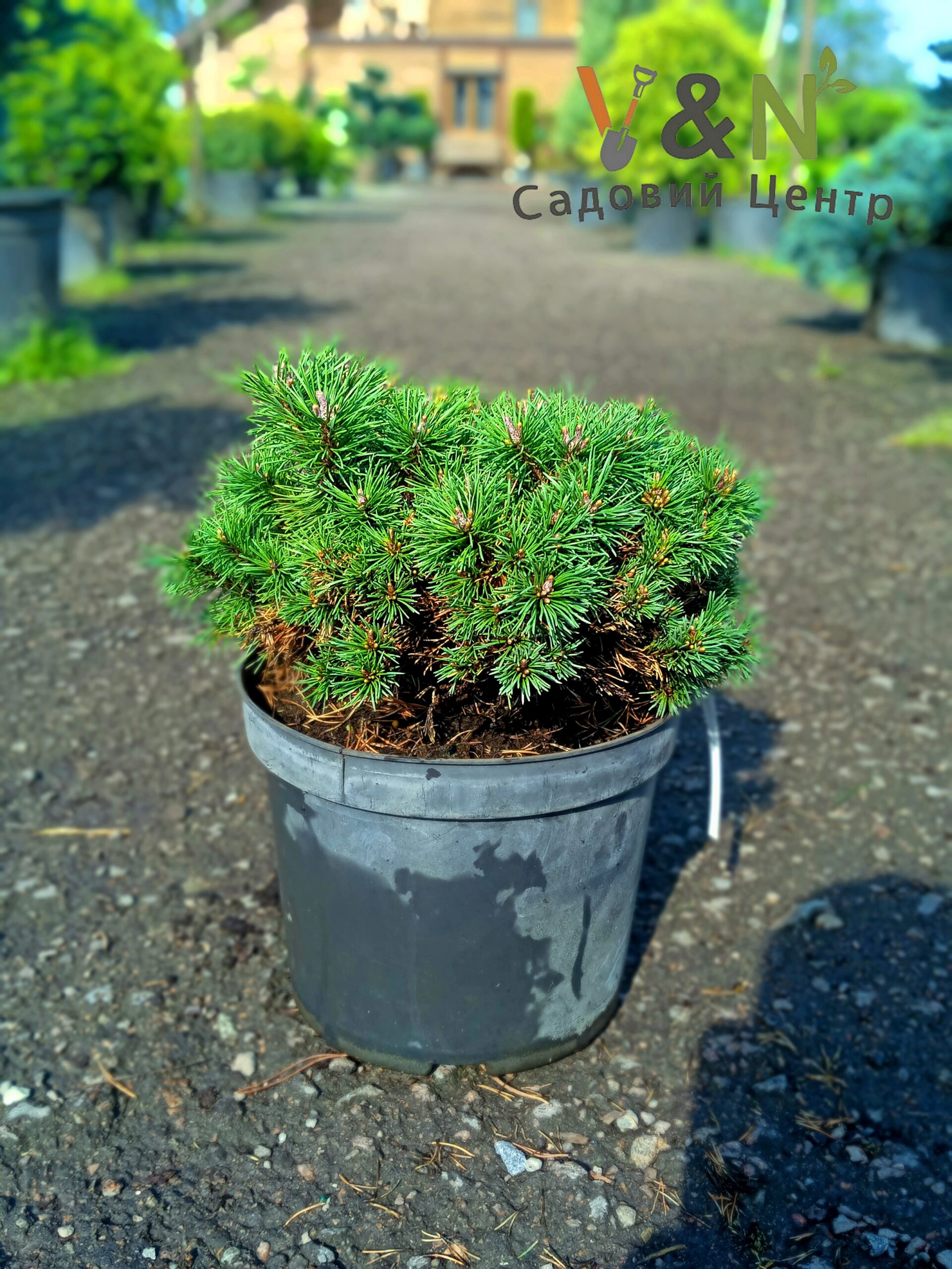 Сосна гірська Мопс, Pinus mugo Mops С10 Ра50