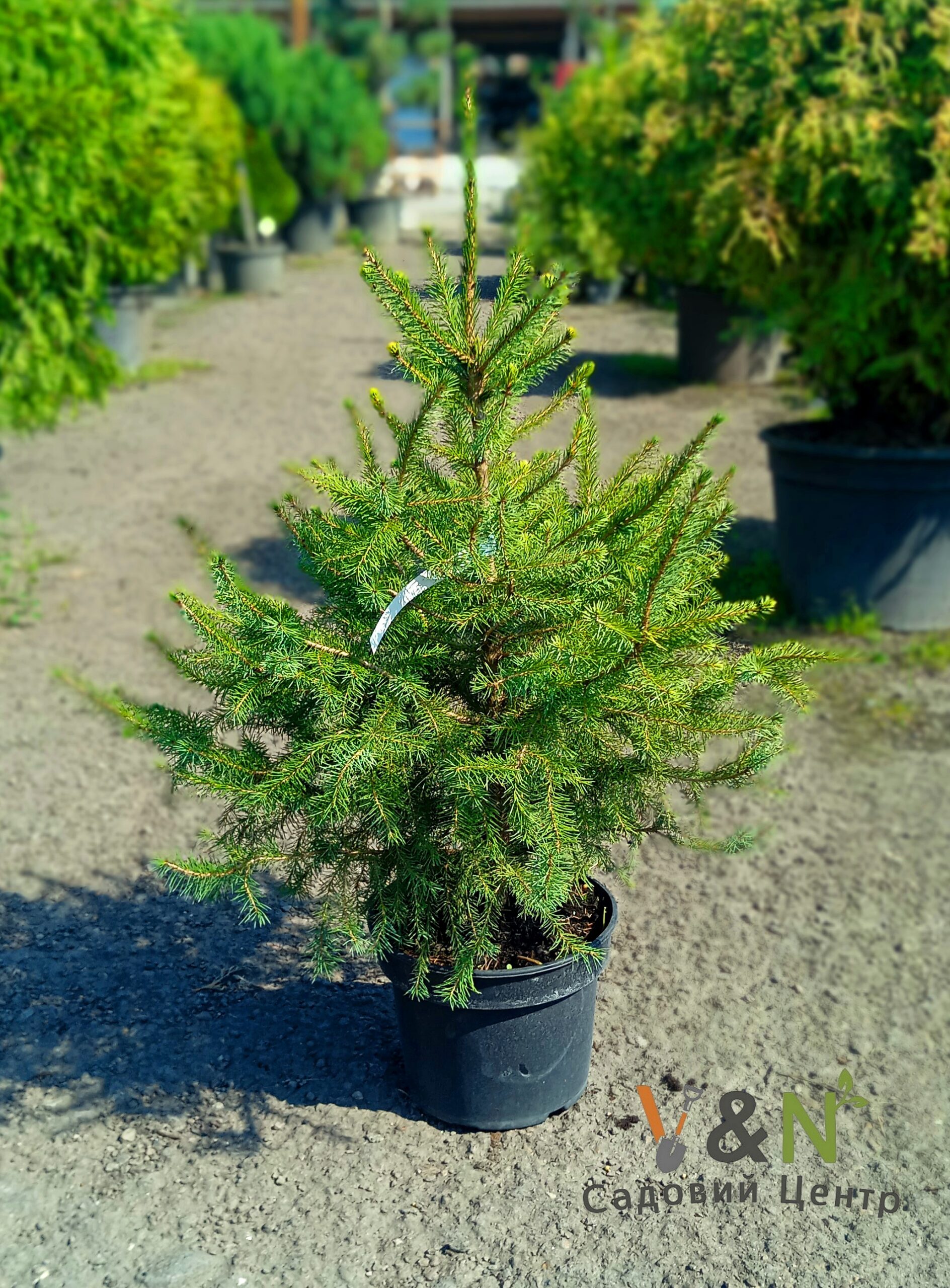 Ялина сербська, Picea Omorika C10, H50-60