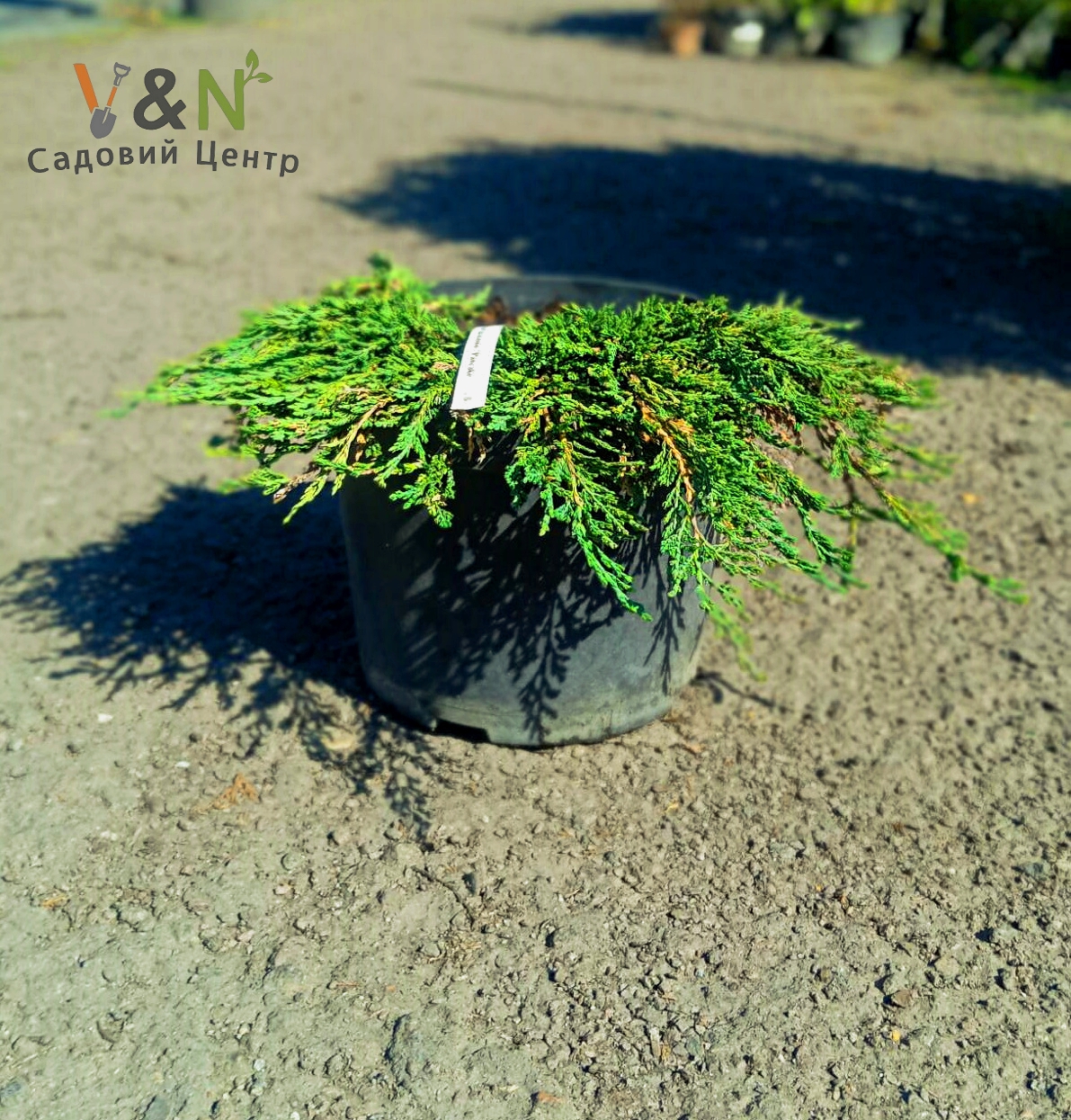 Ялівець горизонтальний "Панкейк", Juniperus horizontalis Pancake ( С5 )