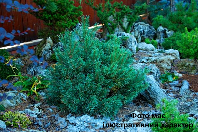 Сосна звичайна "Чантрі Блу", Pinus sylvestris "Chantry Blue" С10 Н60/70