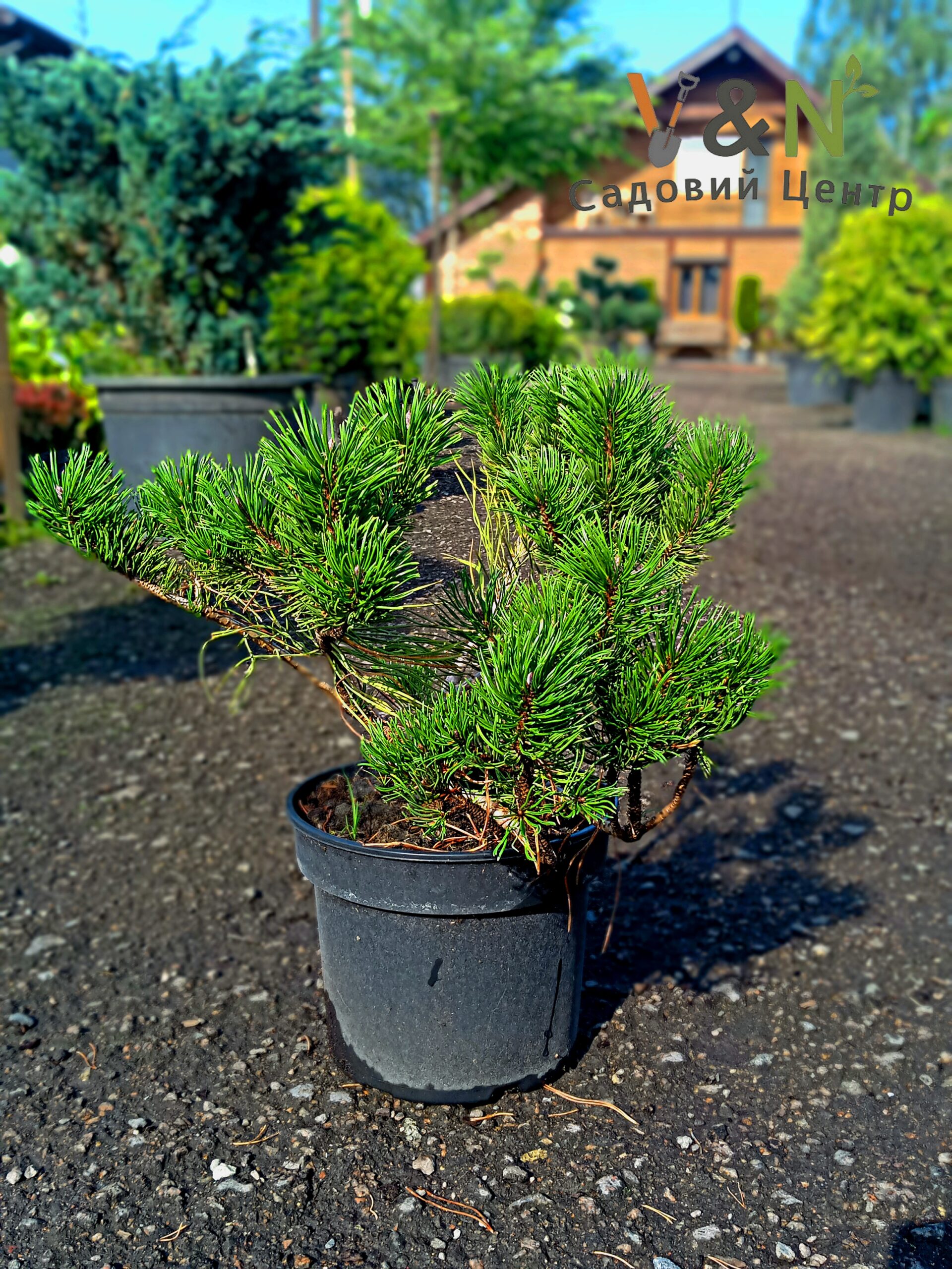 Сосна гірська "Пуміліо", Pinus mugo "Pumilio" C5, W25-30