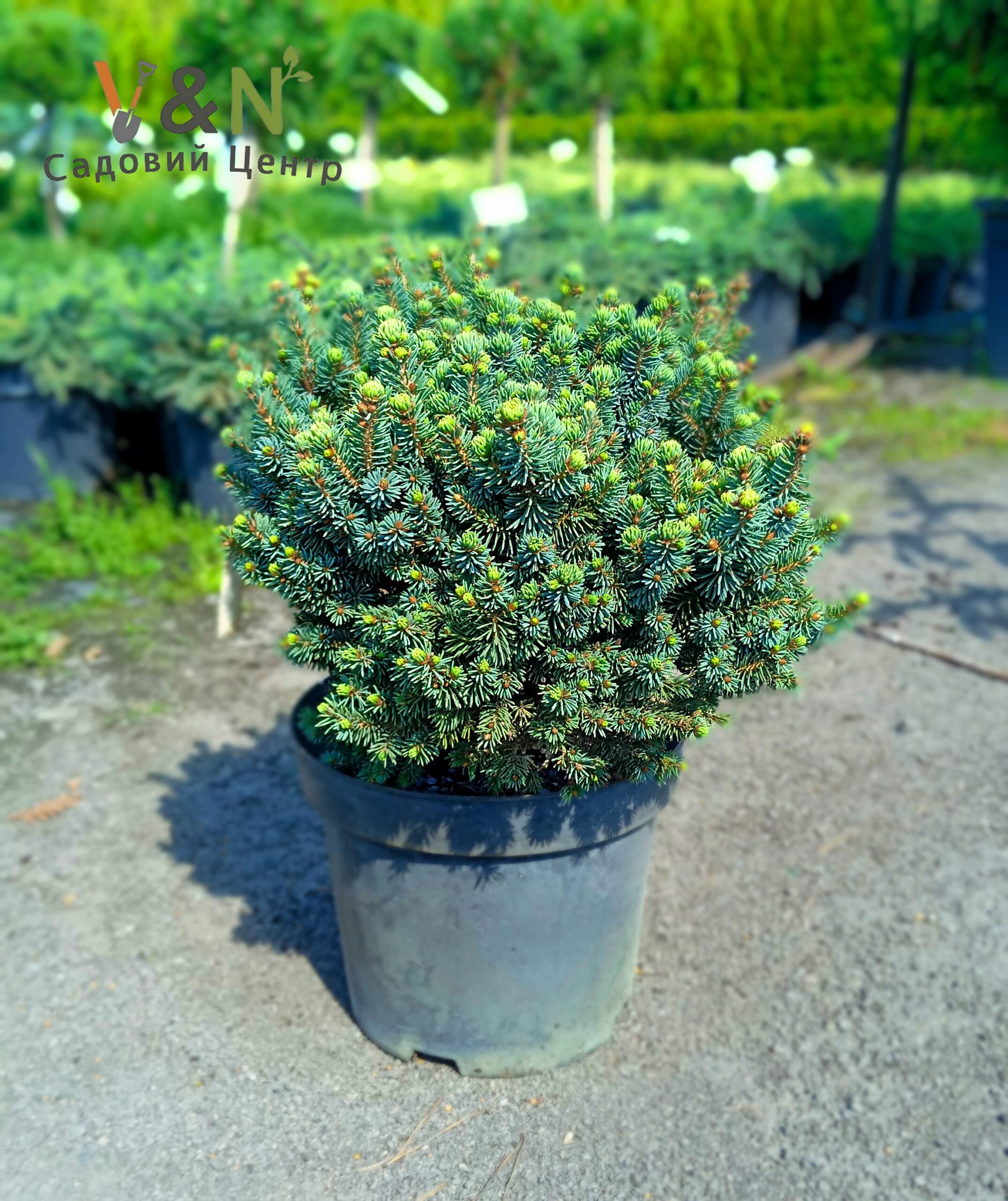 Ялина Глаука 'Сесілія', Picea Glauca 'Cecilia' C10
