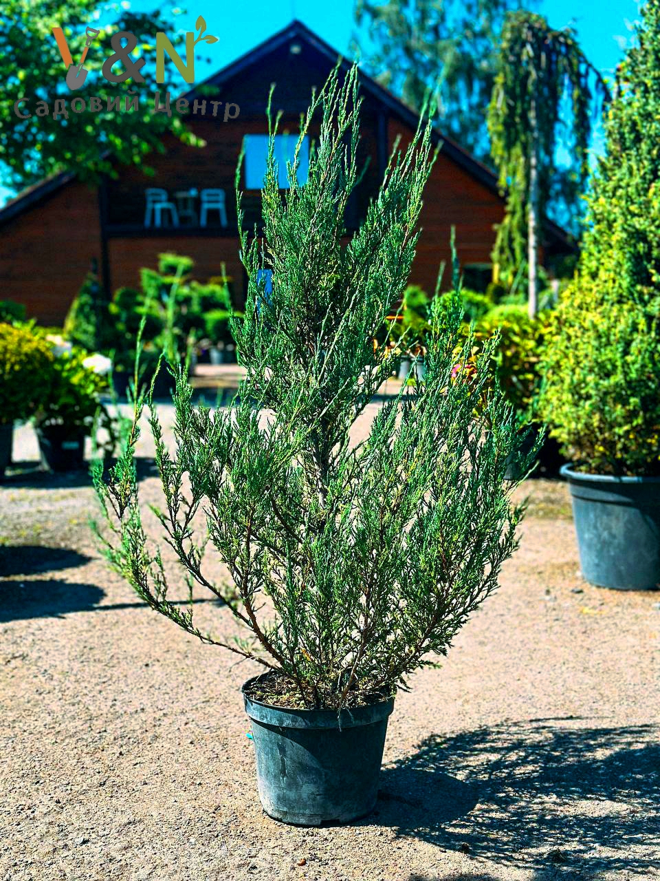 Ялівець скельний 'Скайрокет' , Juniperus scopulorum 'Skyrocket' C7.5, H80-100