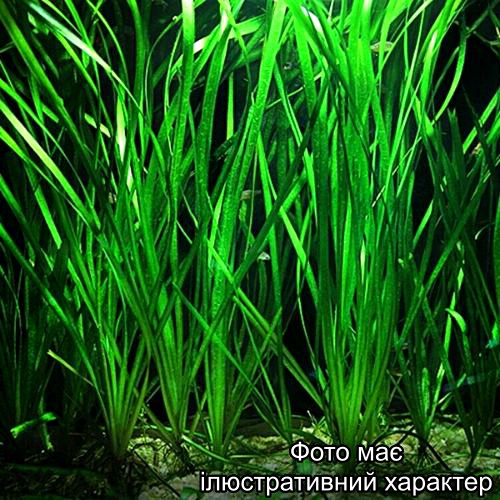 Валлиснерия американская, Vallisneria americana Р9