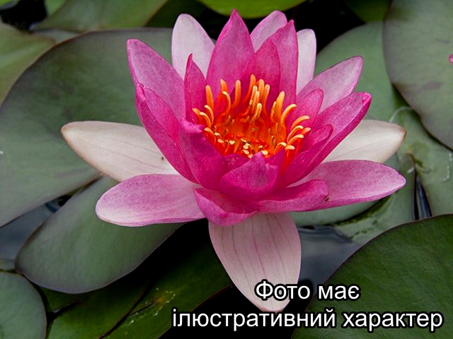 Німфея Лайдекері Пурпурата" Nymphaea 'Laydekeri Purpurata' Р9