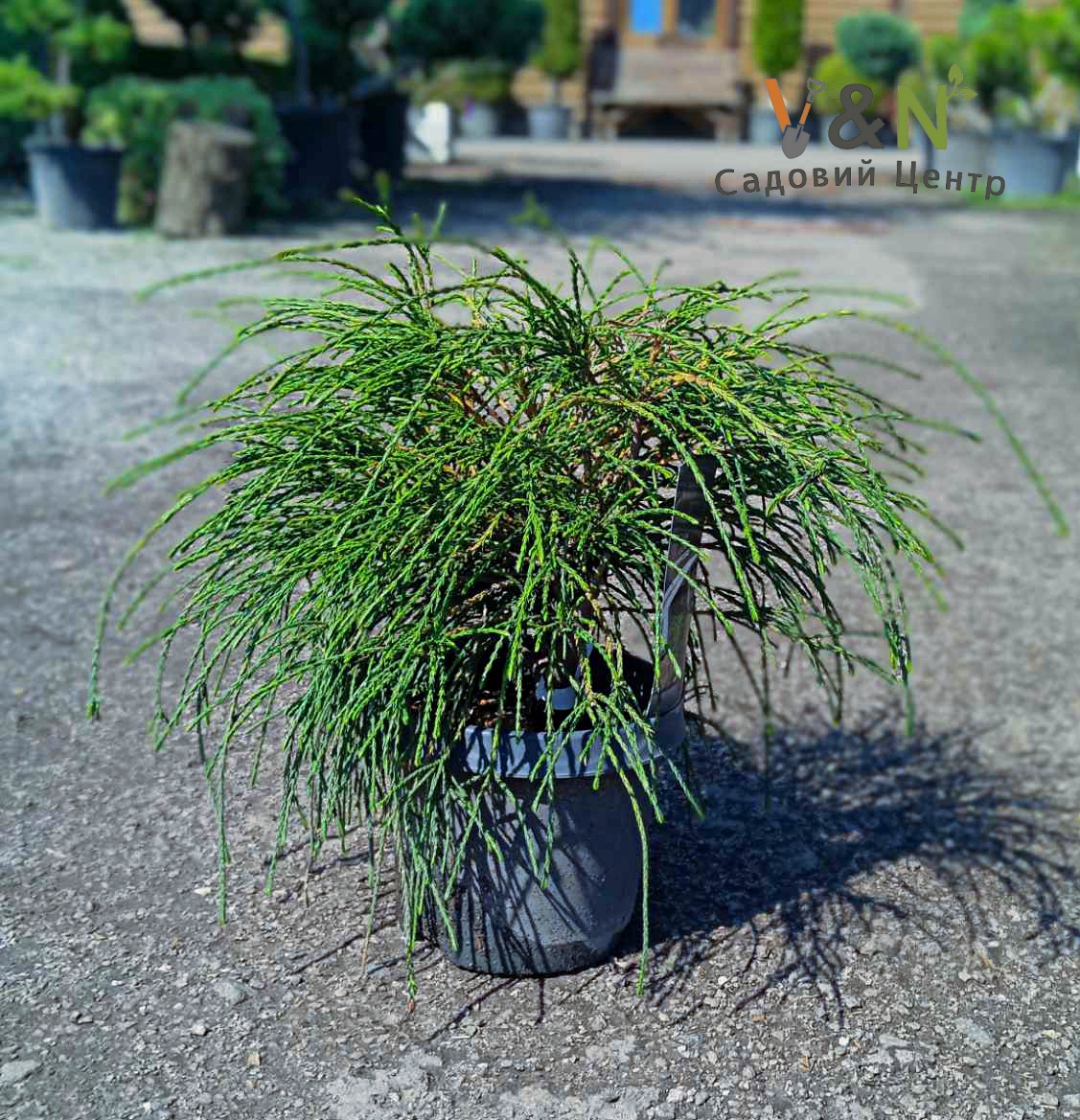 Туя складчаста "Віпкорд", Thuja plicata 'Whipcord' С5 Н30-40