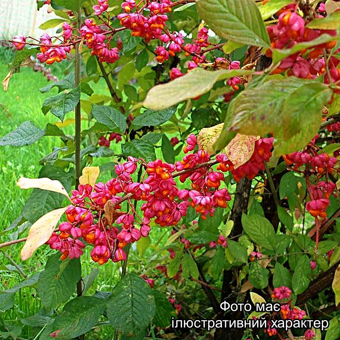 Бересклет європейський, Euonymus europaeus C5 H100
