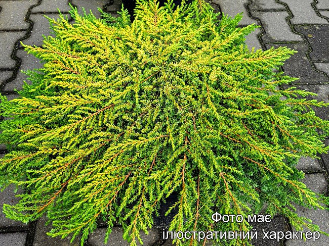 Ялівець повзучий 'Лемон Карпет', Juniperus communis 'Lemon Carpet' С7.5 W30/40