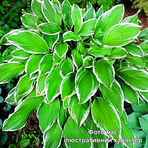 Хоста хвиляста Альбомаргината, Hosta undulata Albomarginata С3 Н50