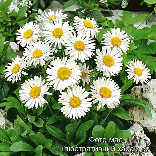 Айстра альпійська 'Крістіна', Aster alpinus 'Kristina' C3