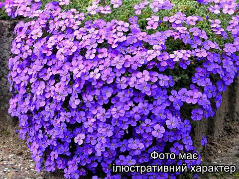 Обрієта, Aubrieta C3