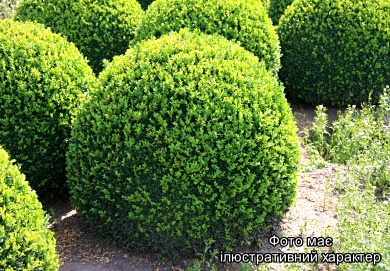 Самшит вічнозелений ( у формі КУЛІ ), Buxus sempervirens D60+, ком