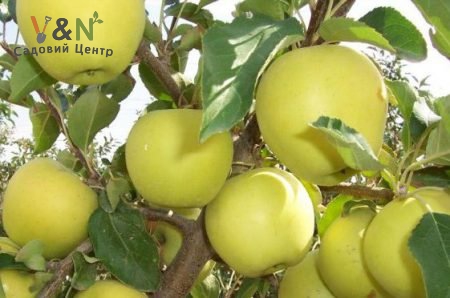 Яблуня 'Голден', Malus 'Golden' (голий корінь)