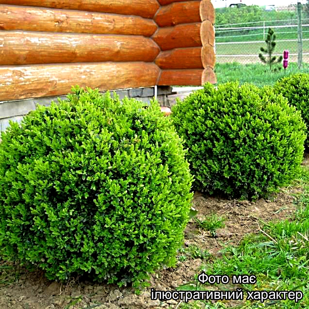 Самшит вічнозелений ( у формі КУЛІ ), Buxus sempervirens С25 D60