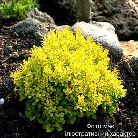 Барбарис тунберга "Тінні Голд", Berberis thunbergii 'Tiny Gold' С3 Н15/20 - Зображення 2