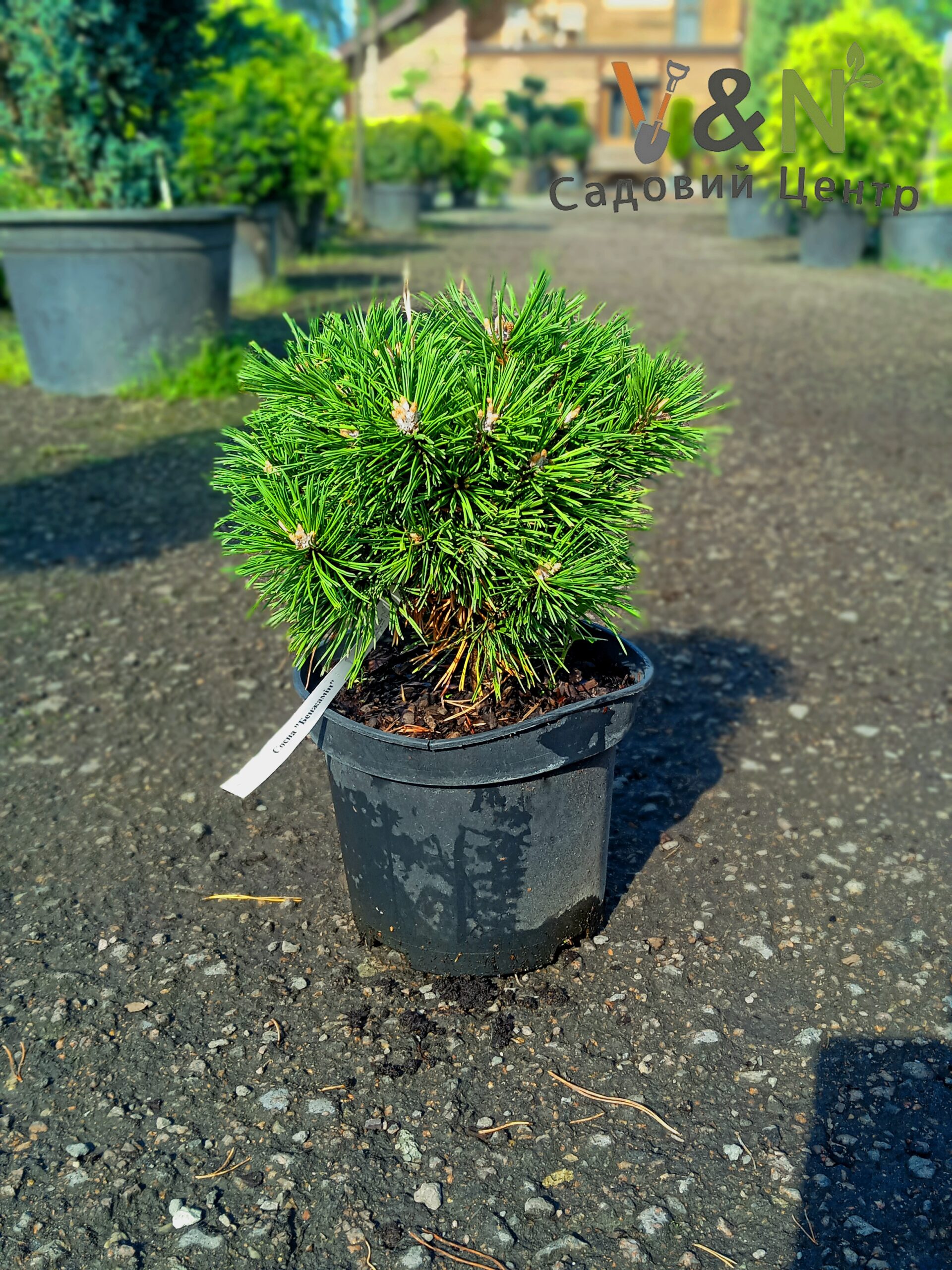 Сосна гірська "Бенжамін", Pinus mugo "Benjamin" С10 Н25/30