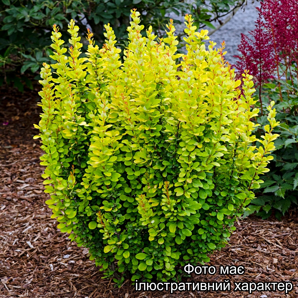 Барбарис тунберга 'Голден Рокет', Berberis thunbergii 'Golden Rocket' С5 Н30/35 - Зображення 2