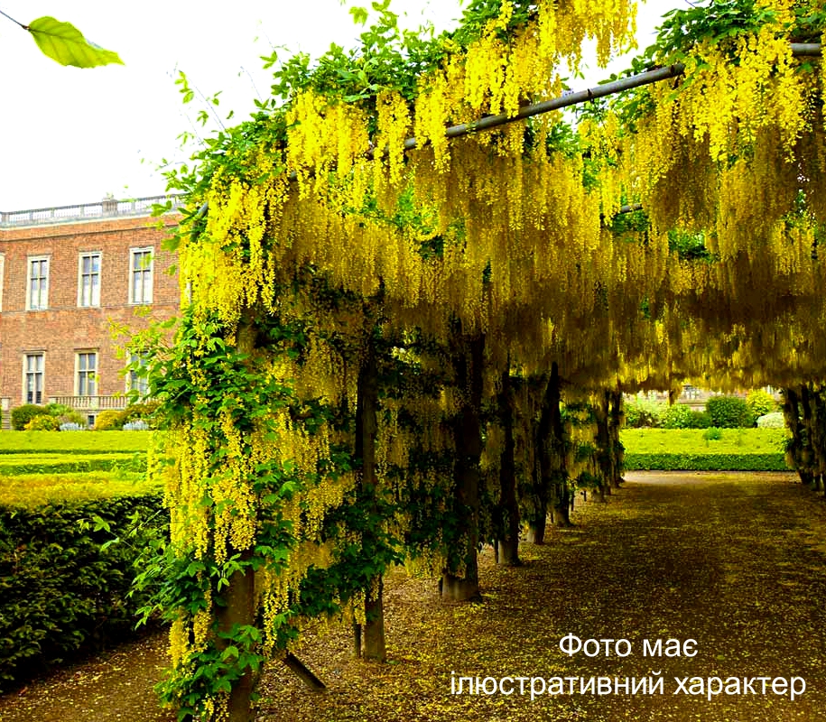 Золотий дощ альпійський, Laburnum alpinum С25 H200+ - Зображення 2