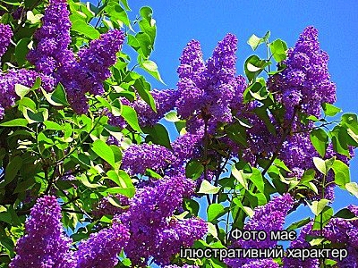 Бузок 'Маршал Форш', Syringa 'Marshal Foch' C7.5 H80