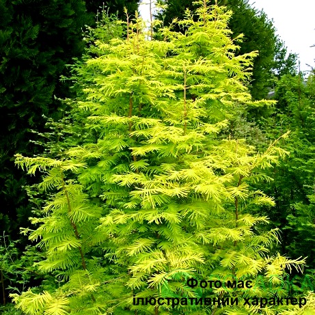 Метасеквоя китайська, Metasequoia glyptostroboides C7.5, Н130-150
