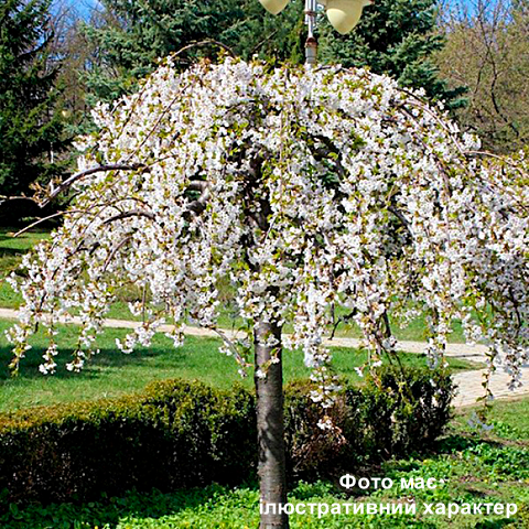 Черешня декоративна (НА ШТАМБІ), Prunus serrulata С15-20 Pa150-180