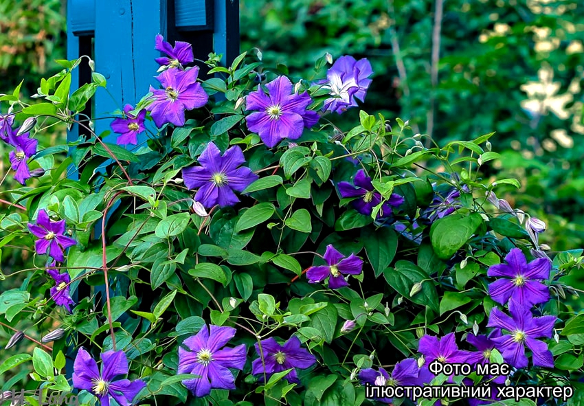Клематіс різних сортів, Clematis florida C3