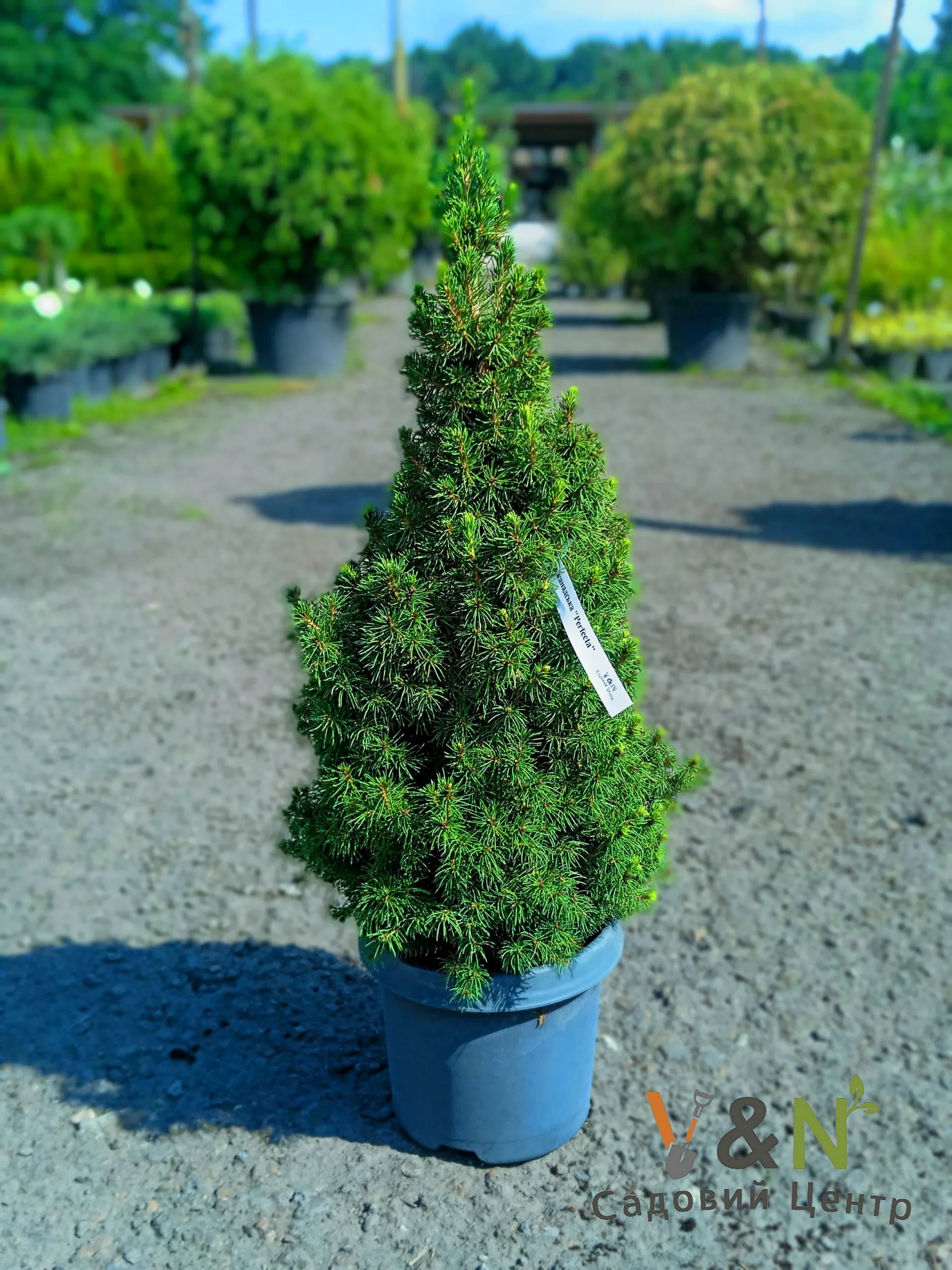 Ялина канадська 'Перфекта', Picea glauca 'Perfecta С15 Н80/100