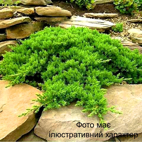 Ялiвець лежачий 'Прокумбенс Нана', Juniperus 'Procumbens Nana' С7.5 Н40/50 - Зображення 3