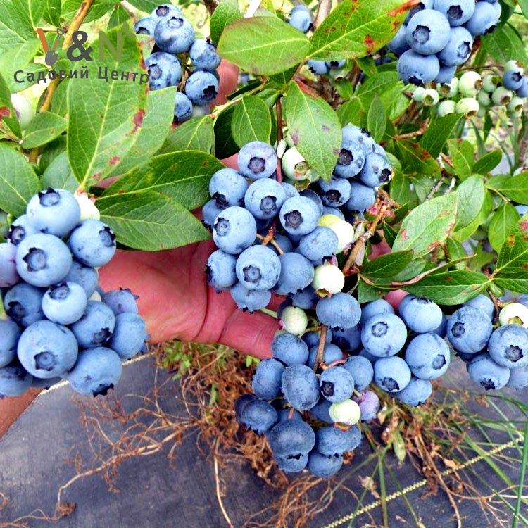 Лохина Блю Голд, Vaccinium corymbosum Bluegold C3, Н60-80