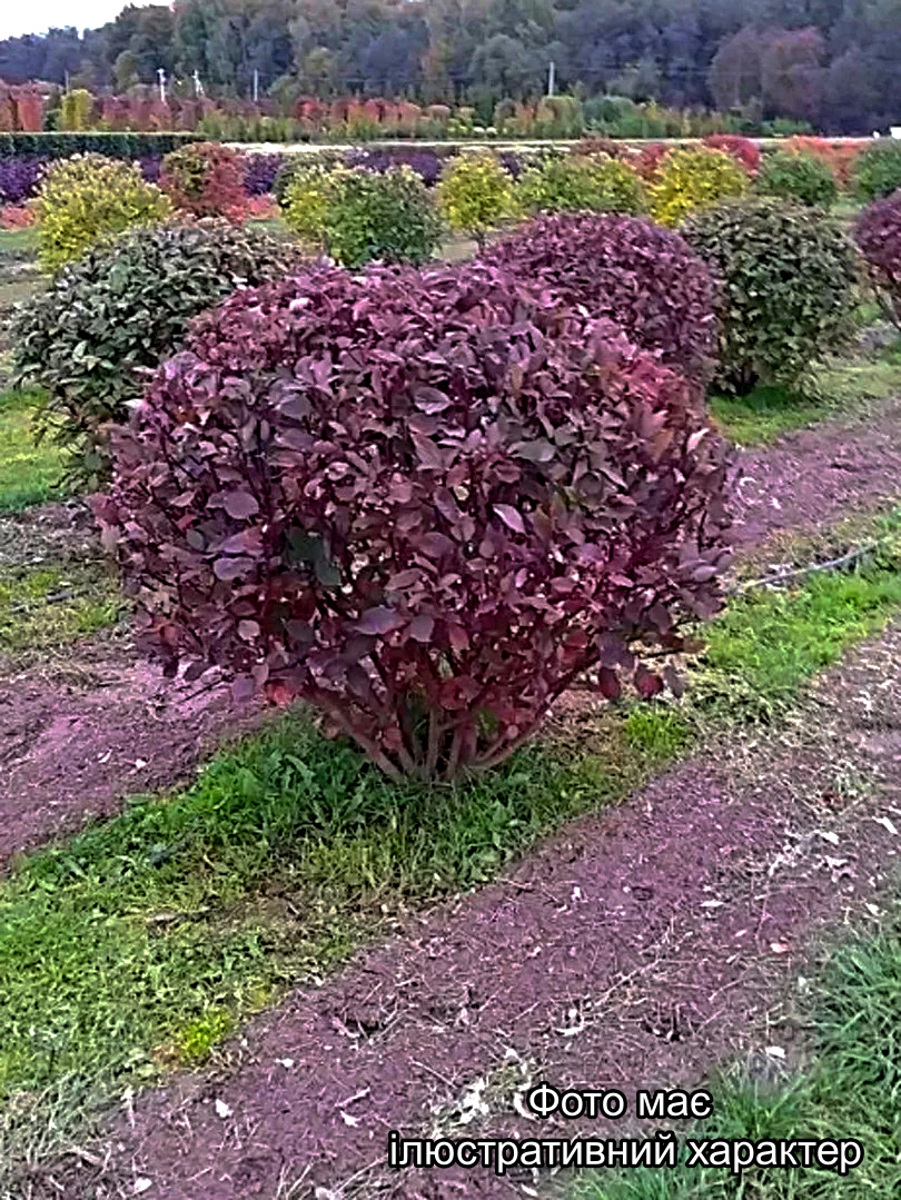 Дерен білий 'Кессельринги', Cornus alba 'Kesselringii' С10 Н60/70