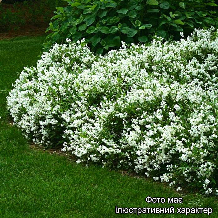 Дейція витончена 'Нікко', Deutzia gracilis 'Nikko' С15 H80 - Зображення 2