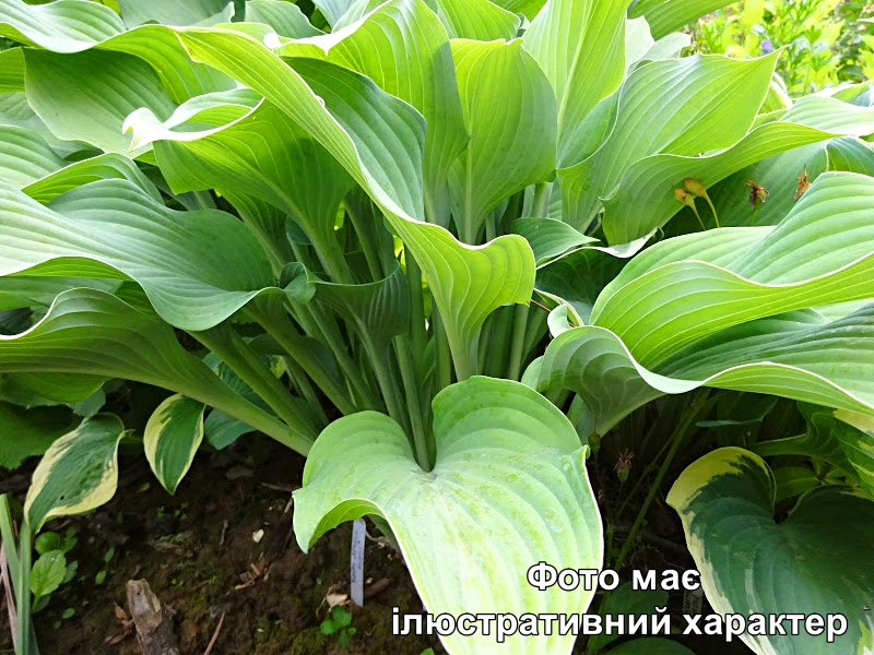 Хоста 'Кросса Регалі', Hosta 'Krossa Regal' С3 Н50