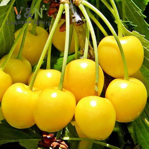 Черешня Дачниця (голий корінь)