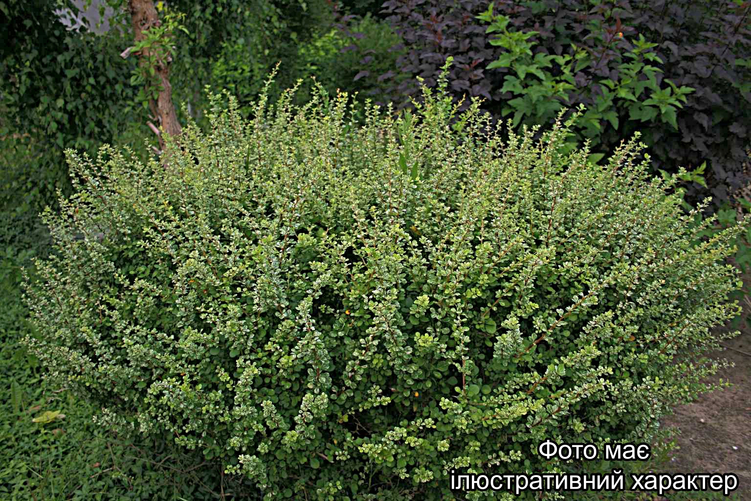 Барбарис тунберга 'Келлеріс', Berberis thunbergii 'Kelleriis' C20, Н80-100