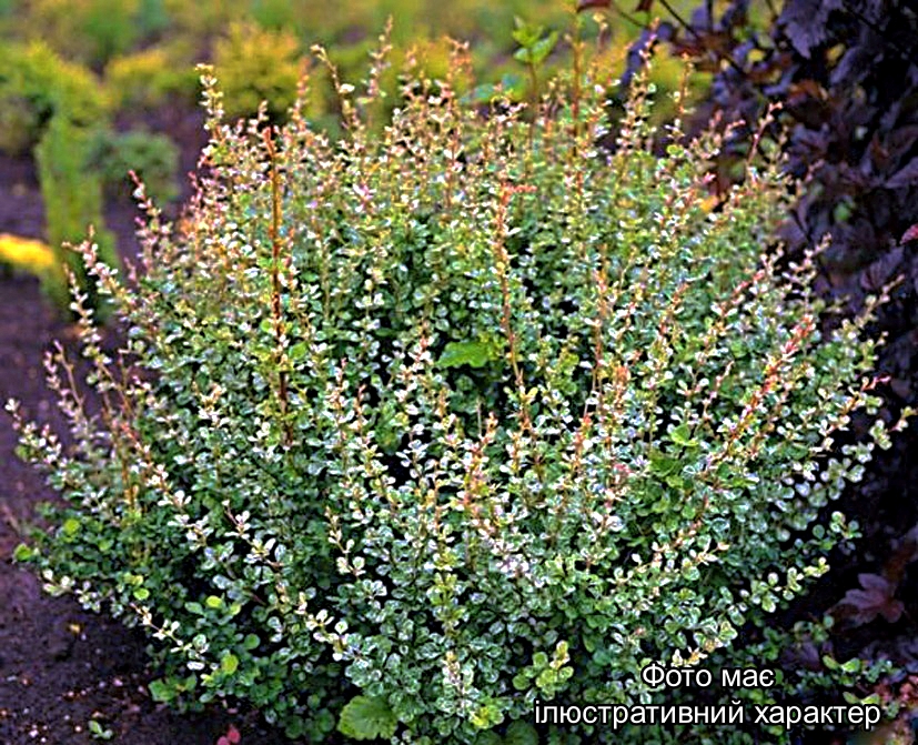 Барбарис тунберга "Старберст", Berberis thunbergii "Starburst" С5 Н30/40 - Зображення 2