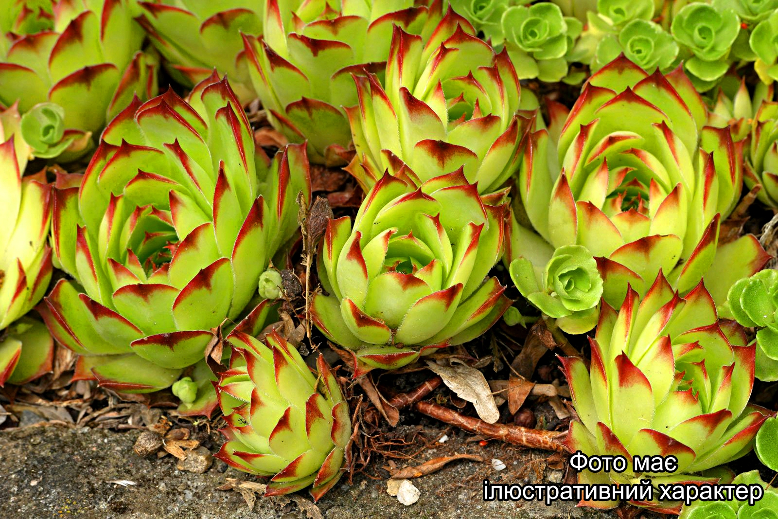 Молодило покрівельне (різних сортів), Sempervivum tectorium in cv. С2