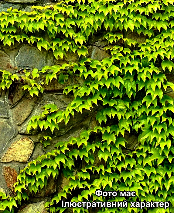 Виноград дівочий "Грін Спрінг", Parthenocissus tricuspidata Green Spring C2, Н70+