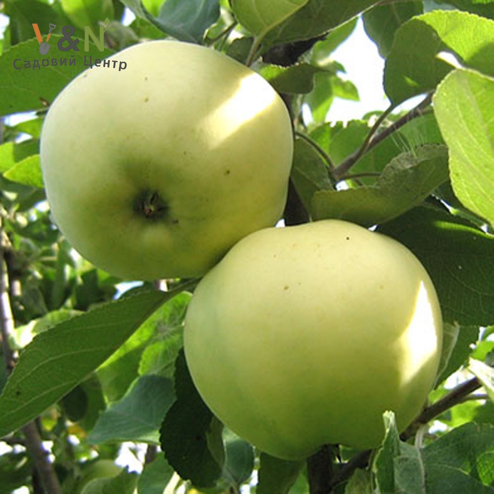 Яблуня Донешта (Буравиця), Malus domestica "Doneshta'' (голий корінь)