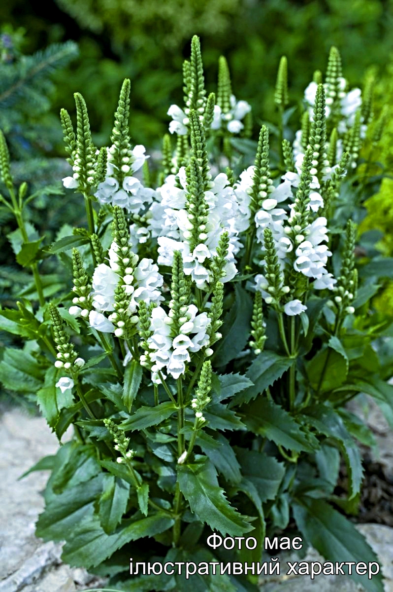 Фізостегія віргінська 'Альба', Physostegia virginiana 'Alba' C5