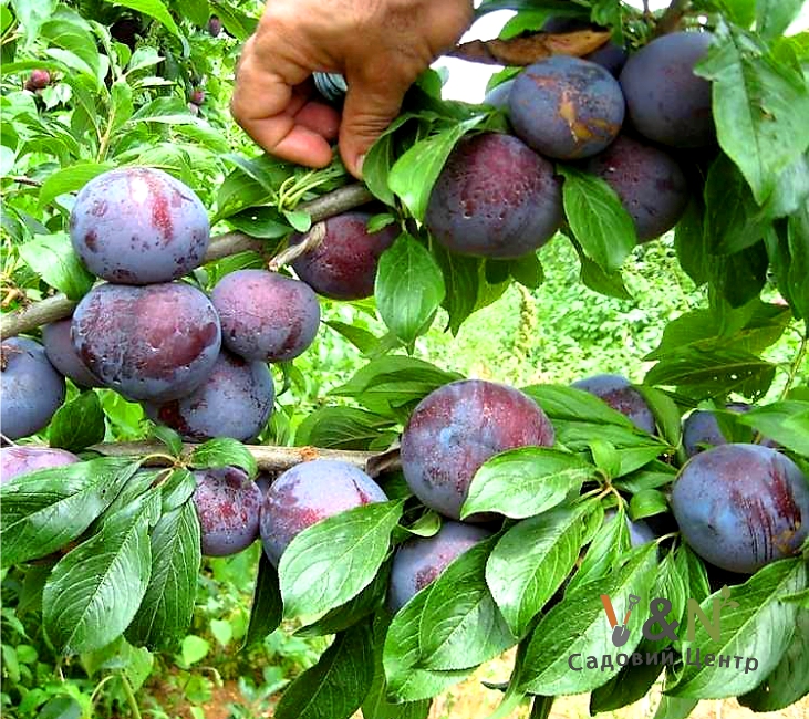 Слива диплоїдна Блек Стар, Prunus Black Star C10, Н150-170