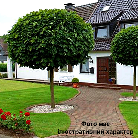 Клен гостролистий 'Глобозум', Acer platanoides 'Globosa' С35, H180+, обх.8-10