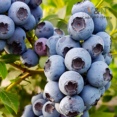 Лохина Река, Vaccinium corymbosum Reka C3, Н60-80