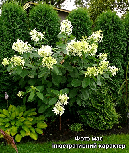 Гортензія мітлоподіба 'Грейт Стар', Hydrangea paniculata 'Great Star' C15, Н130+