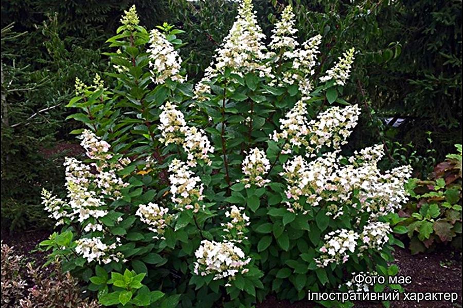 Гортензія мітлоподіба 'Грейт Стар', Hydrangea paniculata 'Great Star' С25, Н150+