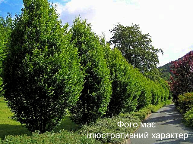Граб звичайний 'Фастігіата', Carpinus betulus 'Fastigiata' C30 H300